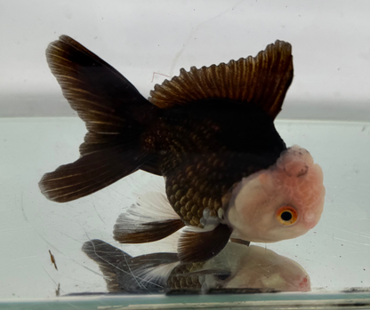 Lemon Head Panda Oranda Goldfish (10-11 cm)