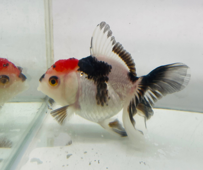 Tri Oranda Goldfish (8-9cm)