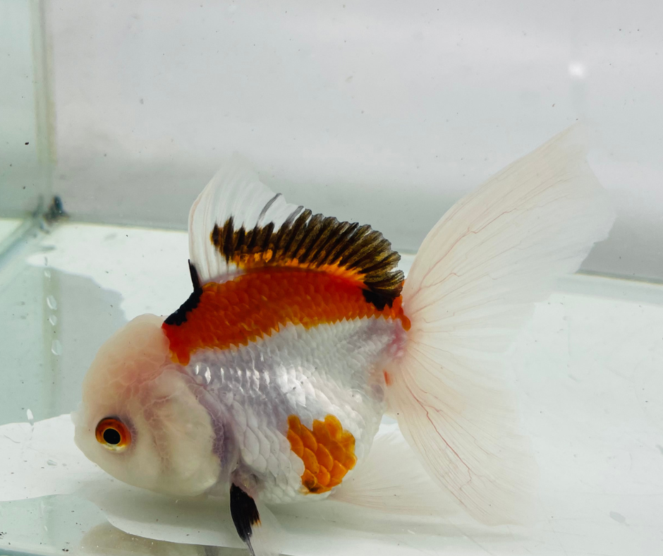 Tri Lemon Head Oranda Goldfish (10-11 cm)