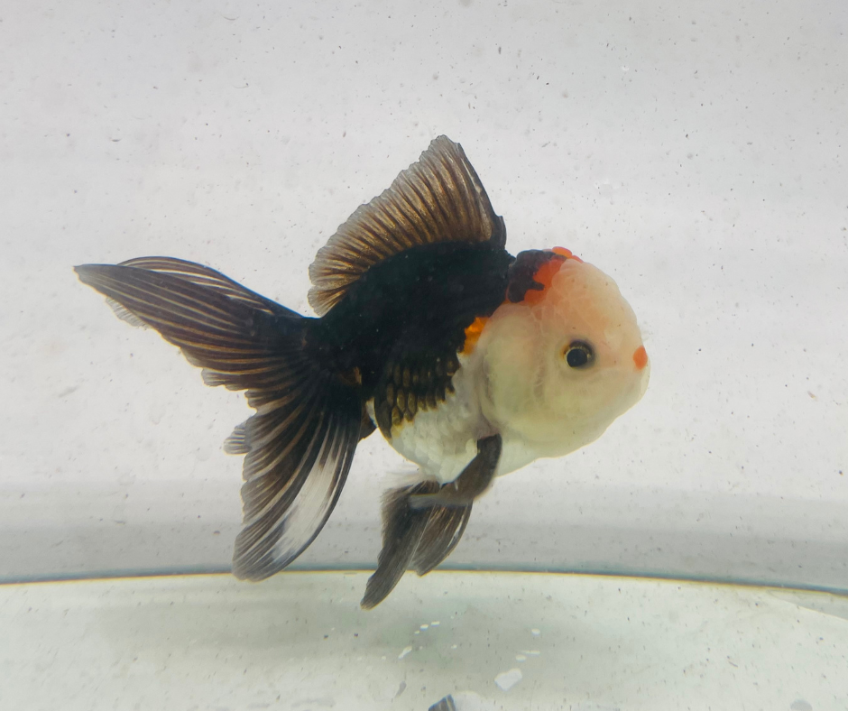 Tri Oranda Goldfish (9 cm)