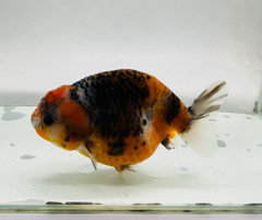 Calico Ranchu Goldfish 11-12cm - Zen Aquarium AU