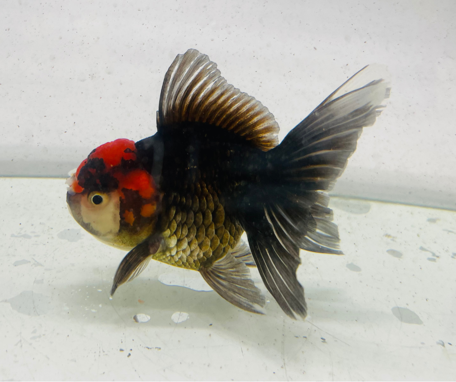 Tri Oranda Goldfish (10 cm)