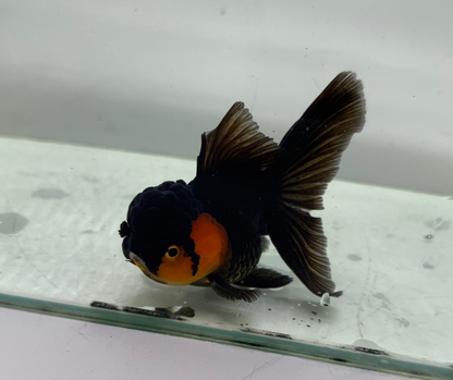 Black&Red Oranda Goldfish (10-11 cm)