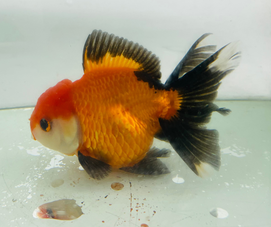 Tri Oranda Goldfish (10-11 cm)