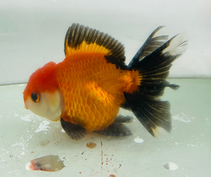 Tri Oranda Goldfish (10-11 cm)