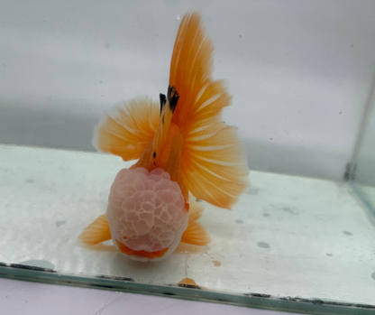 Rosetail Oranda Goldfish (12-13 cm)