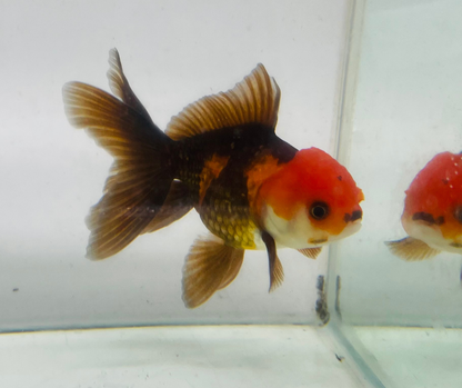 Tri Oranda Goldfish (8-9cm)