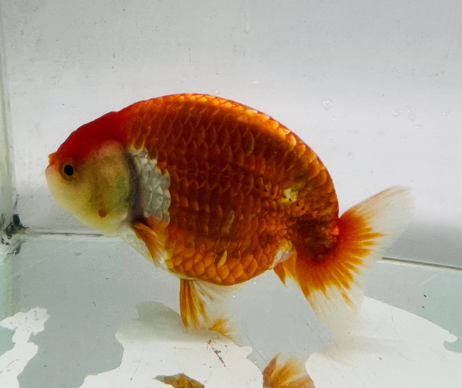 Red&White Ranchu Goldfish 11-12cm – Zen Aquarium AU