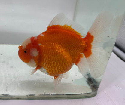 Rosetail Oranda Goldfish (12-13 cm)
