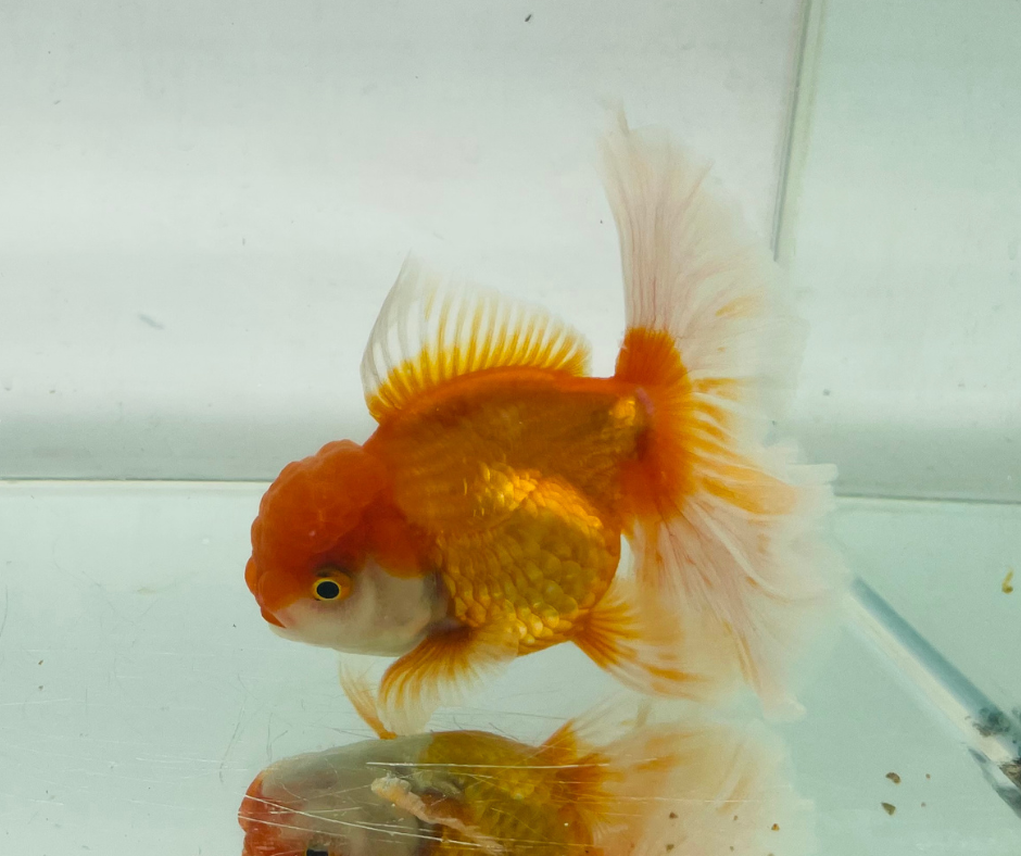 True Rosetail Oranda Goldfish (12 cm)