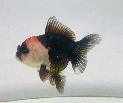 Tri Oranda Goldfish (9cm)
