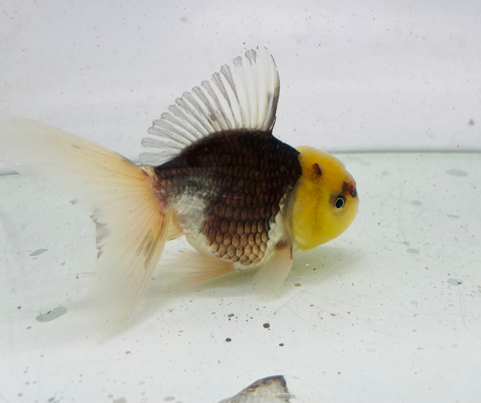 Panda Lemo Head Oranda Goldfish (9-10cm)