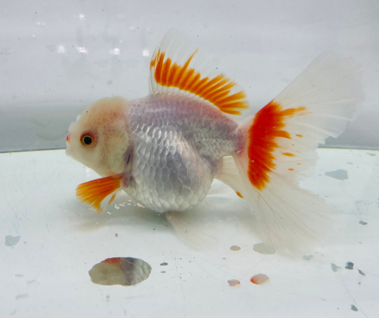 Rosetail Oranda Goldfish (12-13 cm)