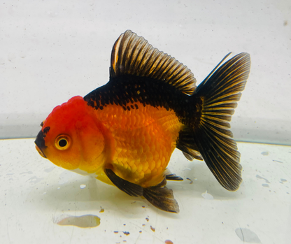 Red&Black Oranda Goldfish (11 cm)
