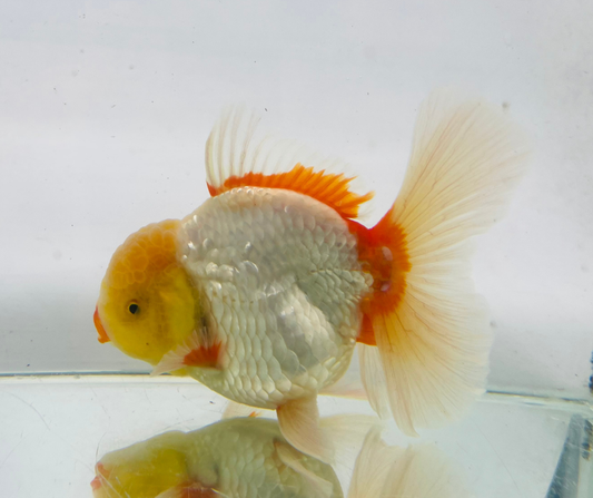 Rosetail Oranda Goldfish (12-13 cm)