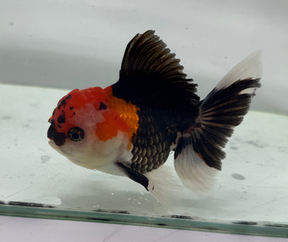 Tri Oranda Goldfish (10-11 cm)