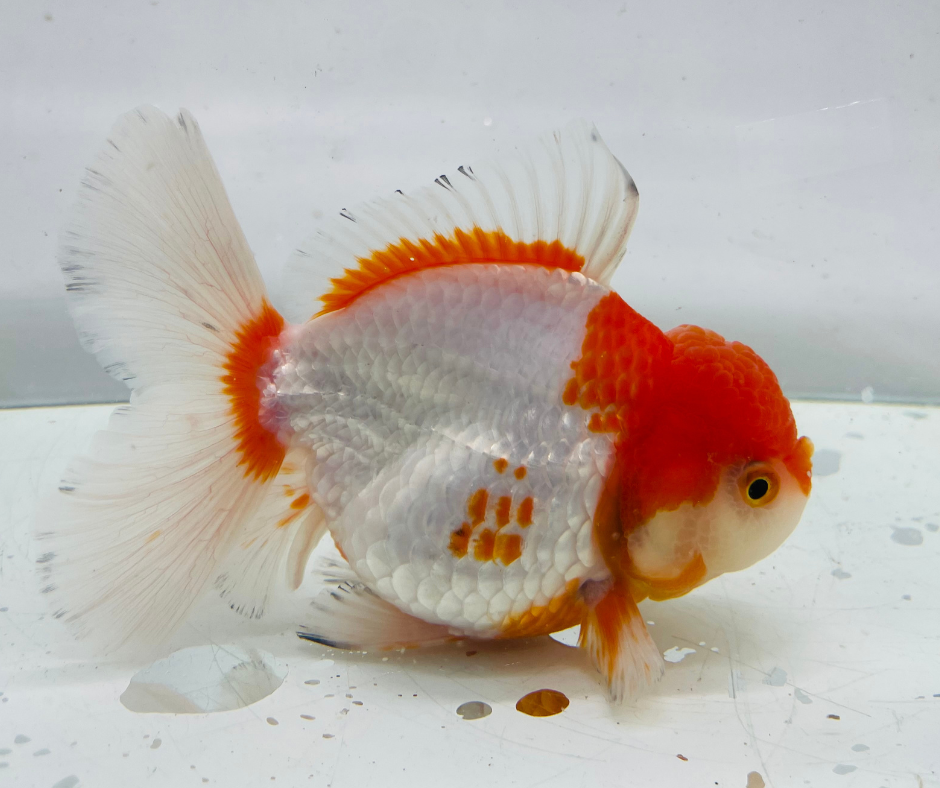 Rosetail Oranda Goldfish (12-13 cm)