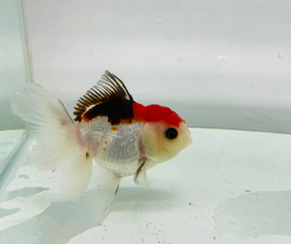 Tri Oranda Goldfish (8-9cm)