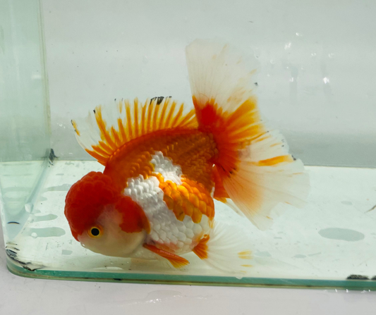 Rosetail Oranda Goldfish (12-13 cm)