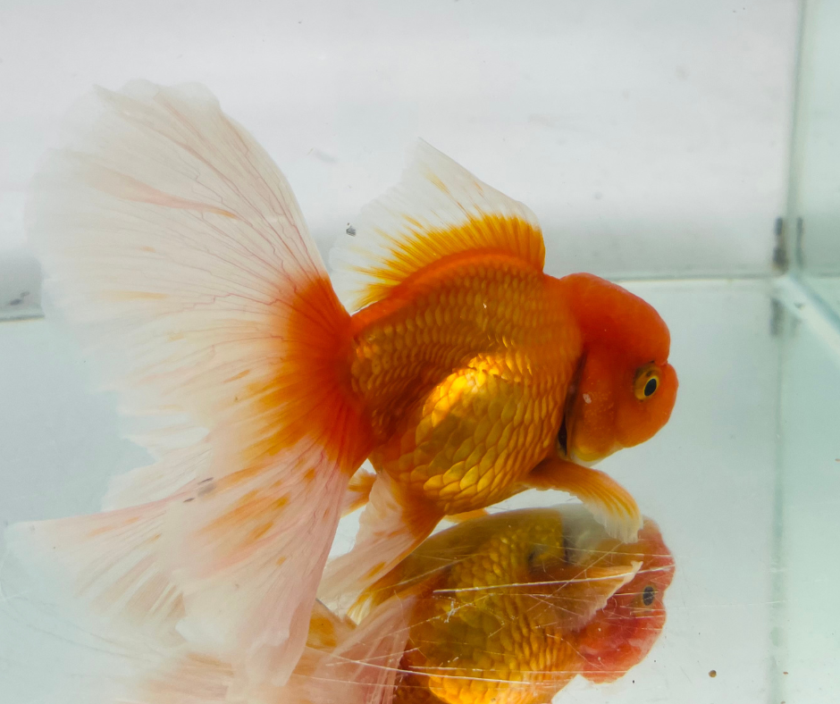 True Rosetail Oranda Goldfish (13 cm)