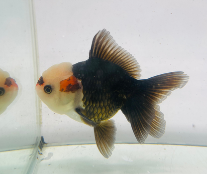 Tri Lemon Head Oranda Goldfish (10 cm)