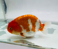 Red&White Ranchu Goldfish 11-12cm - Zen Aquarium AU