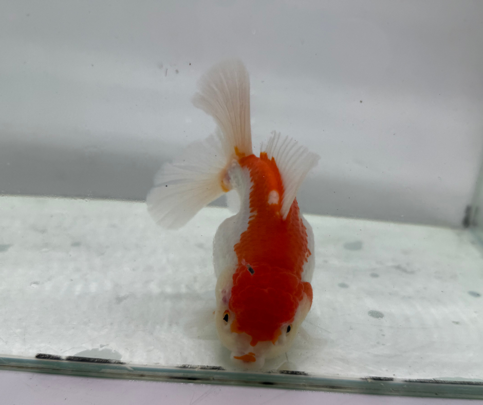 Rosetail Oranda Goldfish (12-13 cm)