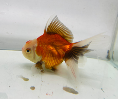 Tri Oranda Goldfish (8-9cm)