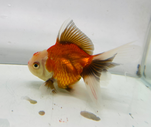 Tri Oranda Goldfish (8-9cm)
