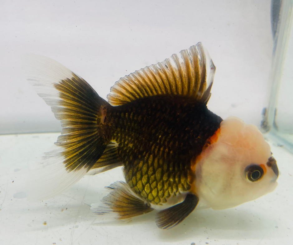Tri Lemon Head Oranda Goldfish (10 cm)