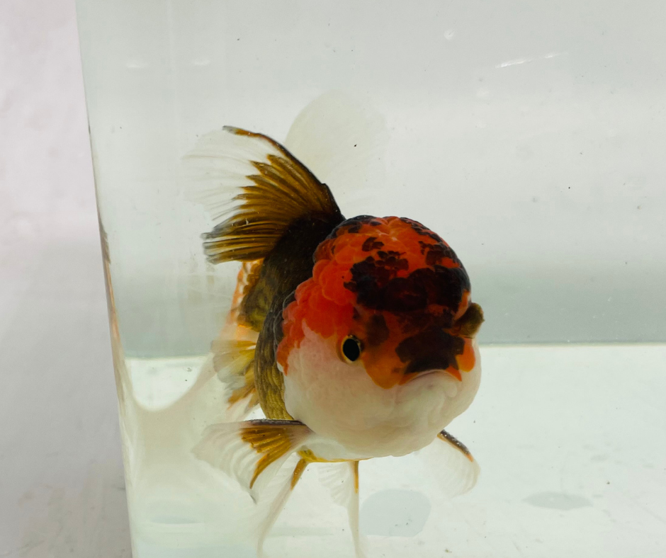Tri Oranda Goldfish (10-11 cm)