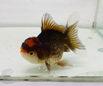 Black&Red Oranda Goldfish (9cm)