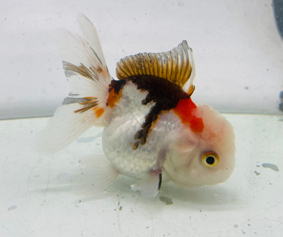 Tri Oranda Goldfish (9 cm)