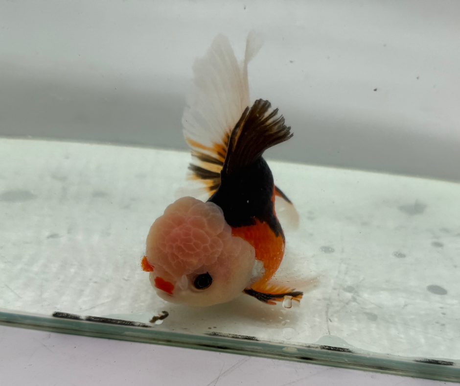 Tri Lemon Head Oranda Goldfish (10-11 cm)