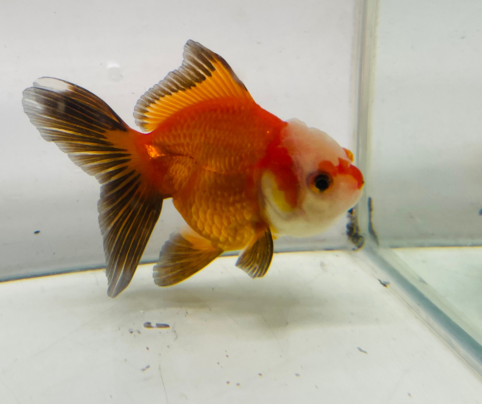 Tri Oranda Goldfish (8-9cm)