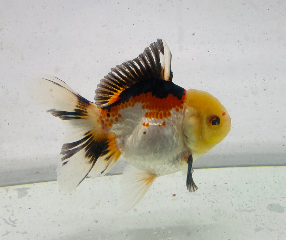 Tri Lemon Head Oranda Goldfish (9 cm)