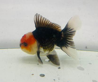 Tri Oranda Goldfish (9-10cm)