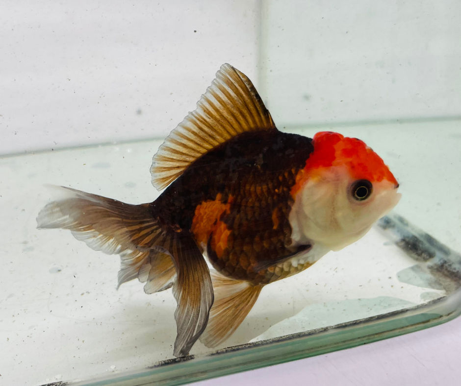 Tri Oranda Goldfish (9cm)