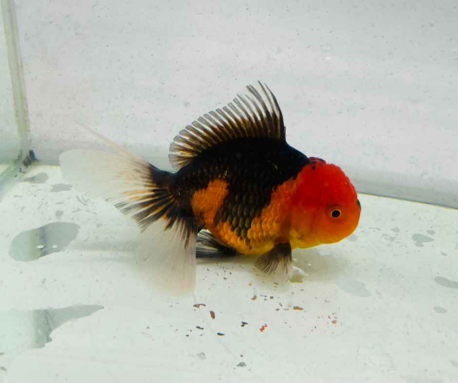 Tri Oranda Goldfish (11 cm)