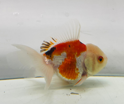 Tri Lemon Head Oranda Goldfish (8-9cm)