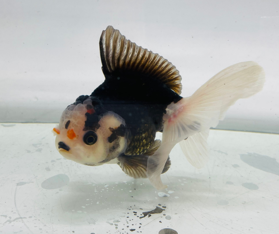 Tri Oranda Goldfish (11 cm)