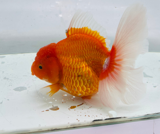 Rosetail Oranda Goldfish (12-13 cm)