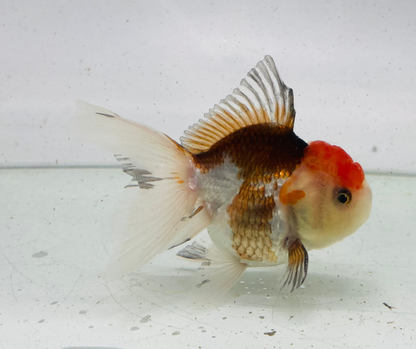 Tri Oranda Goldfish (9cm)