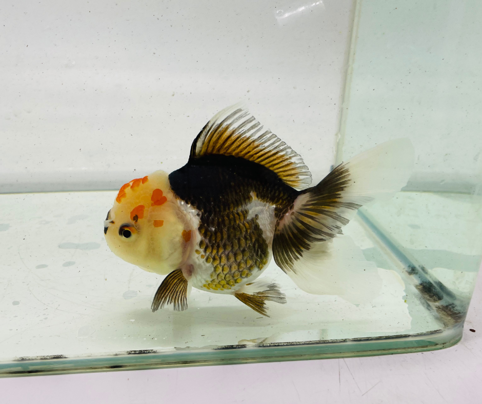 Tri Lemon Head Oranda Goldfish (11 cm)
