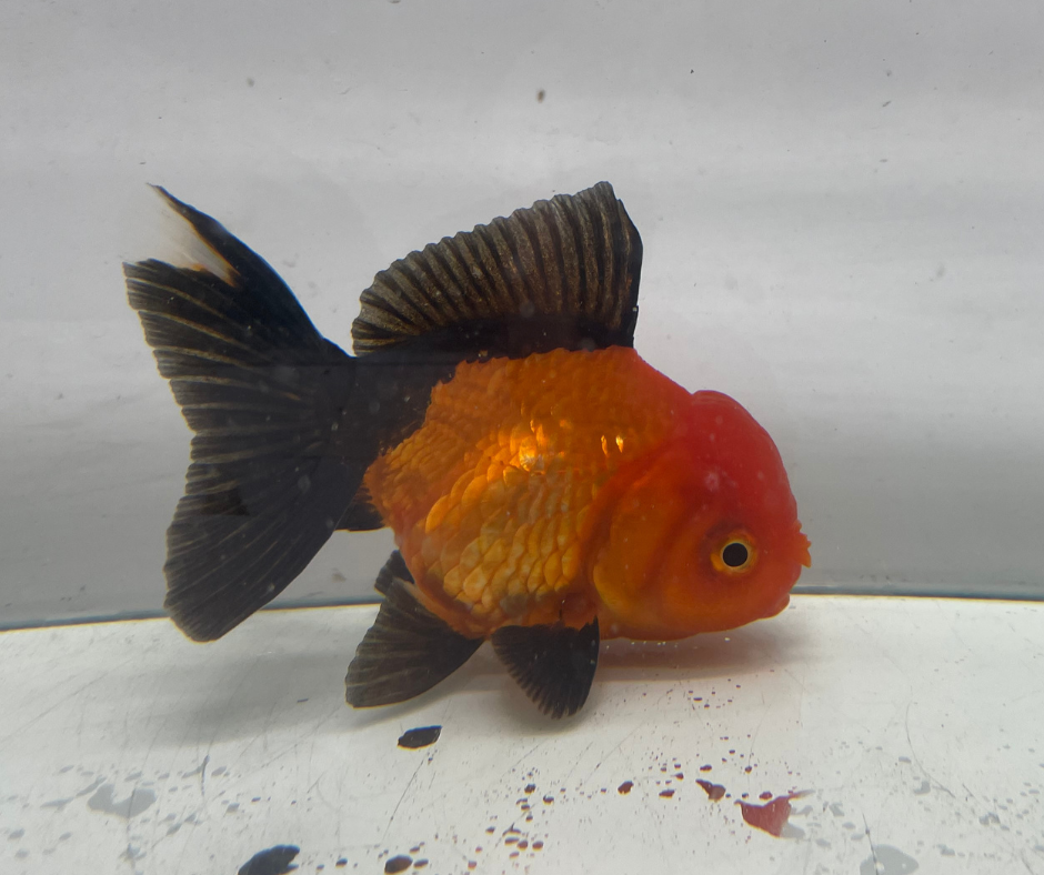 Red&Black Oranda Goldfish (10-11 cm)