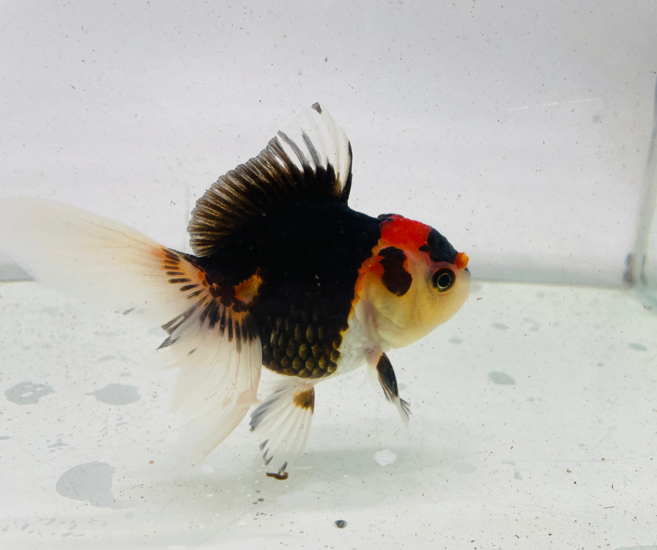 Tri Oranda Goldfish (9-10 cm)