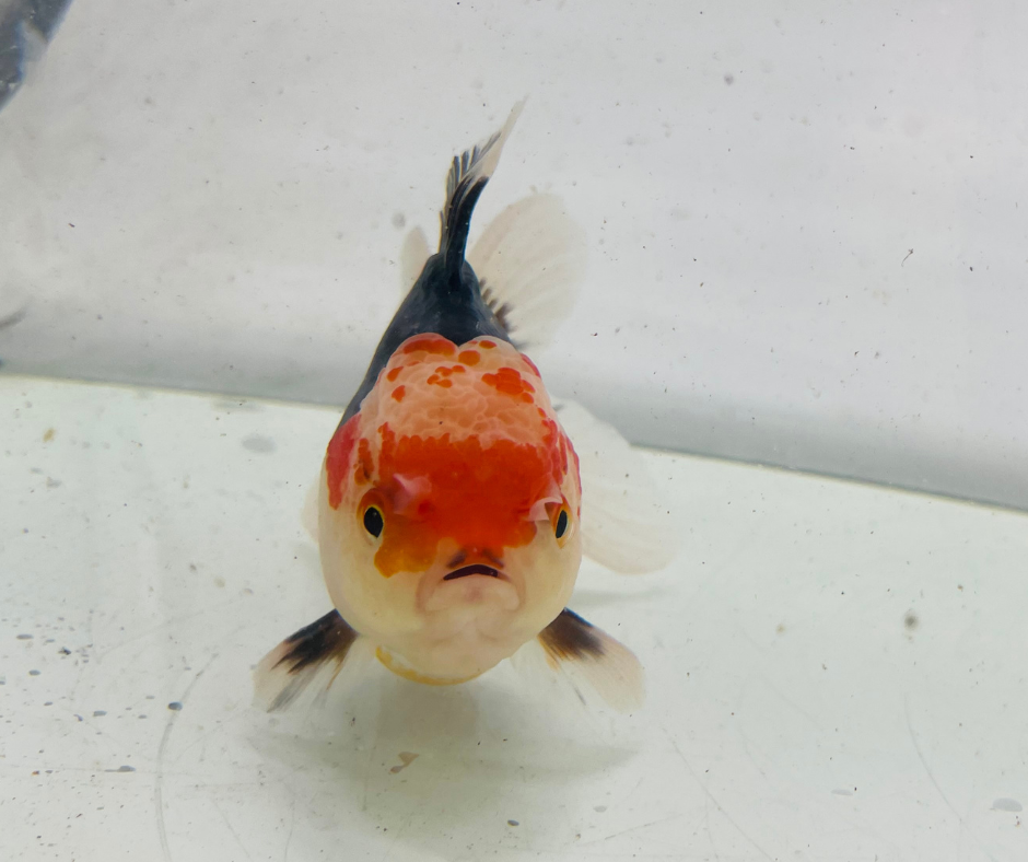 Tri Oranda Goldfish (10-11 cm)