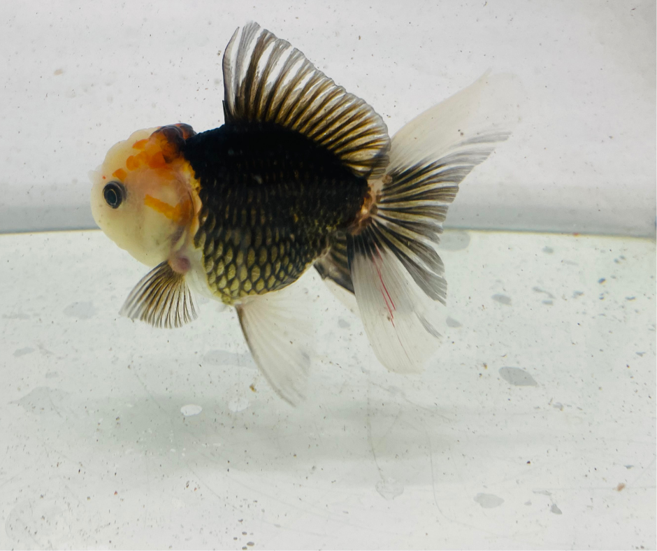 Tri Lemon Head Oranda Goldfish (9 cm)