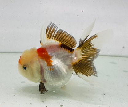 Tri Oranda Goldfish (9cm)