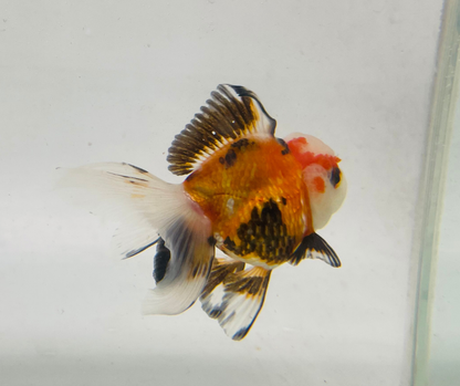 Tri Oranda Goldfish (8-9cm)